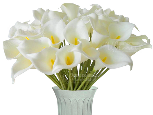 Калла Эфиопская