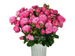 Леди Бомбастик/розы пионка